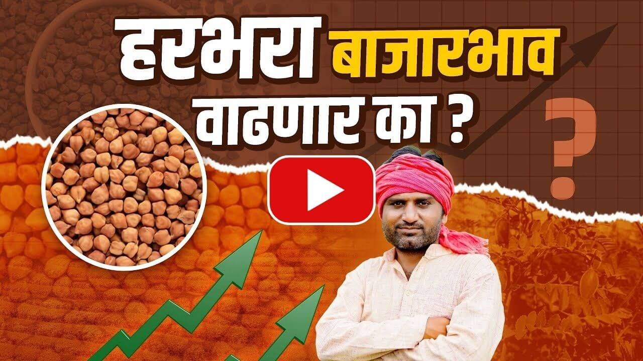 Chana rate