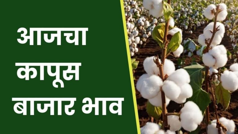 Cotton-Rate-Today