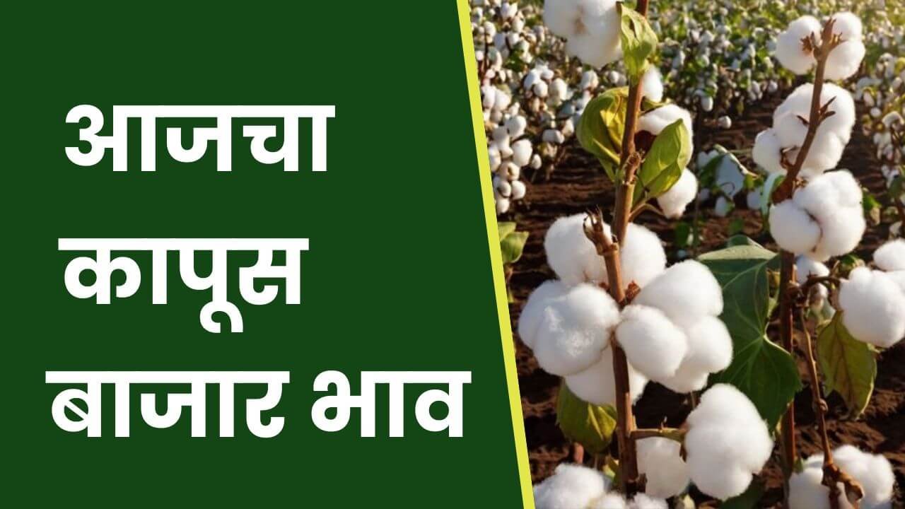 Cotton-Rate-Today