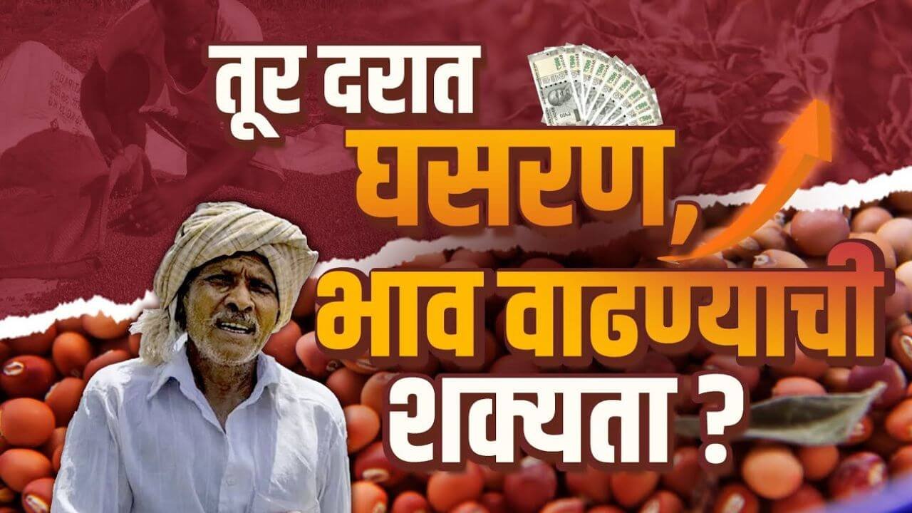 Tur Rate Today maharashtra