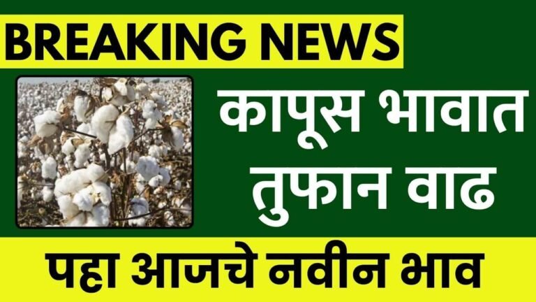 AAJCHE KAPUS BHAV