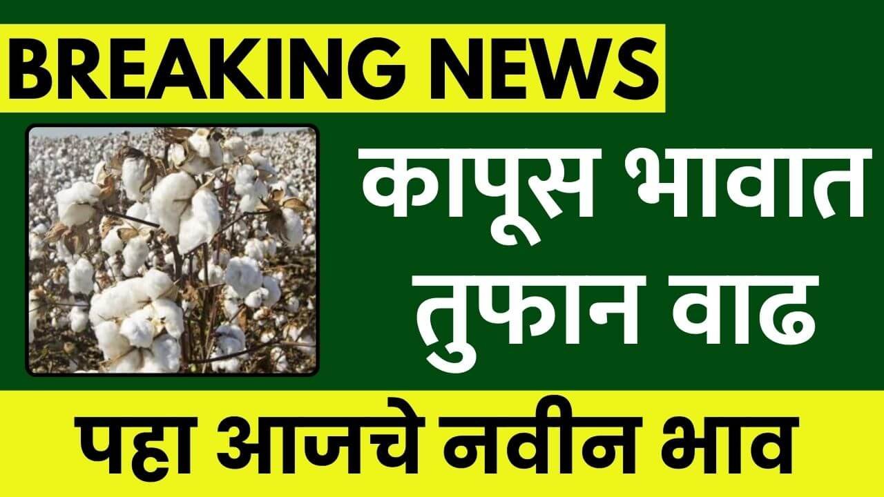 AAJCHE KAPUS BHAV