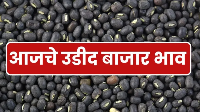 Urad bajar bhav