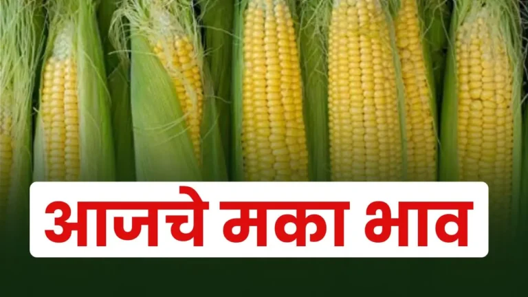 maka bajar bhav