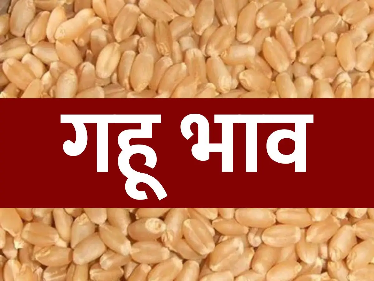 Wheat Rate Today